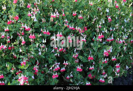 Fond floral d'été avec des lèvres chaudes rouges et blanches salvia fleurs et feuillage Banque D'Images