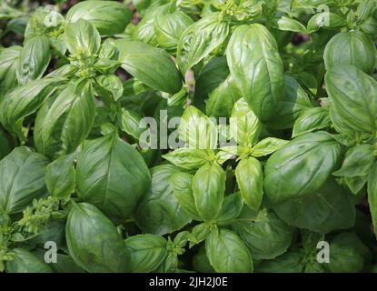 Image plein cadre de fines herbes de feuillage de basilic vert luxuriant sain Banque D'Images