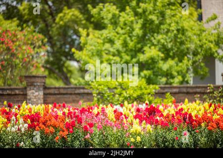 Un grand jardin coloré de douches sucreries traînantes vivandragons en fleur au printemps dans de grands lits de fleurs de brique. Banque D'Images