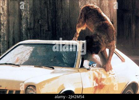 ST BERNARD LES ATTAQUES DE CHIEN enragé, VOITURE CUJO, 1983 Banque D'Images