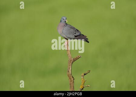 Pigeon en bois commun (Columba palumbus) dans les zones arides de la plaine de Lleida (nord de l'Espagne) au printemps (Lleida, Catalogne, Espagne) ESP: Una paloma torcaz Banque D'Images