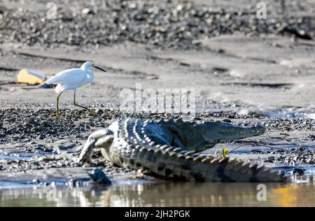 Crocodiles américains sur la rivière Tarcoles, Costa Rica Banque D'Images