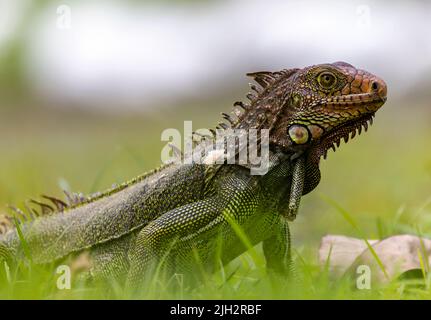 L'Iguana vert se fourraille dans l'herbe au Costa Rica Banque D'Images