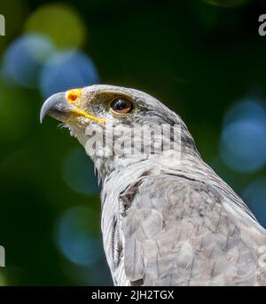 Perchée Grey Hawk au Costa Rica Banque D'Images