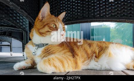 Un chat au gingembre se lazies sous des meubles de jardin lors d'une chaude journée d'été. Banque D'Images