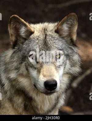 Loup sage Banque D'Images