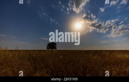 Nuit au clair de lune sur champ de blé Banque D'Images