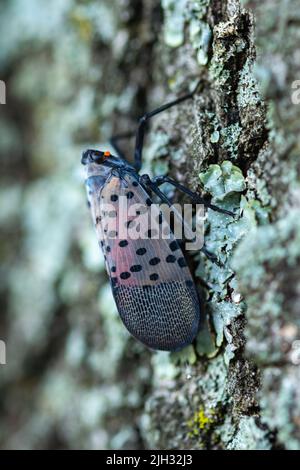 Scène adulte (juillet-décembre) de lanternmouche tachetée (Lycorma delicatula) dans le comté de Bucks, en Pennsylvanie Banque D'Images