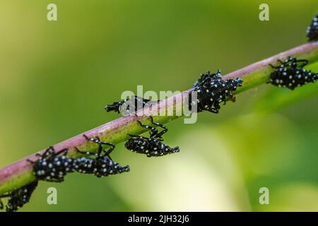 Scène de 3rd étages (juin-juillet) de lanternfly tachetée (Lycorma delicatula) dans le comté de Bucks, en Pennsylvanie Banque D'Images