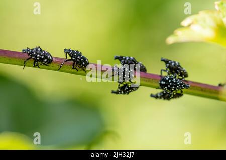 Scène de 3rd étages (juin-juillet) de lanternfly tachetée (Lycorma delicatula) dans le comté de Bucks, en Pennsylvanie Banque D'Images