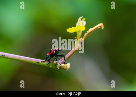 Scène de 4th étages (juillet-septembre) de lanternfly tachetée (Lycorma delicatula) dans le comté de Bucks, en Pennsylvanie Banque D'Images