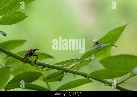 Scène de 4th étages (juillet-septembre) de lanternfly tachetée (Lycorma delicatula) dans le comté de Bucks, en Pennsylvanie Banque D'Images