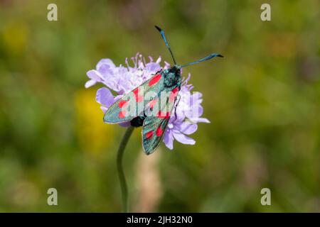 Zygaena filipendulae, une espèce à six taches de burnett, se nourrissant d'une fleur scabieuse de champ, Knautia arvensis. Banque D'Images