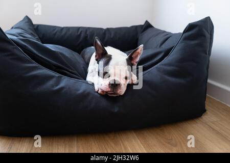 Boston Terrier chien couché dans un grand lit noir confortable. Elle a sa langue légèrement dehors comme elle repose. Banque D'Images