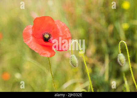 Une fleur de pavot en pleine fleur photographiée à côté d'une paire de bourgeons de pavot attendant de fleurir dans un champ de Norfolk. Banque D'Images