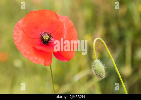 Gros plan d'une fleur de pavot en pleine floraison à côté d'un bourgeon de pavot dans un champ de Norfolk. Banque D'Images