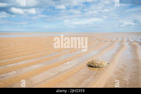 Une coquille d'huître solitaire sur la plage de Holkham s'est lavée à marée basse entre les ondulations sur le sable. Banque D'Images