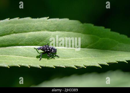 Scène de 3rd étages (juin-juillet) de lanternfly tachetée (Lycorma delicatula) dans le comté de Bucks, en Pennsylvanie Banque D'Images