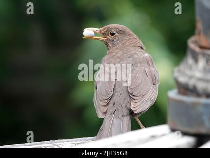 Cette femelle blackbird a trouvé quelque chose de agréable à manger. Il ressemble à un cocon. L'arrière-plan est vert foncé et flou. Banque D'Images