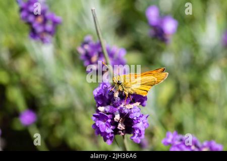 Un petit papillon de skipper, Thymelicus sylvestrisreposant sur une fleur. Banque D'Images