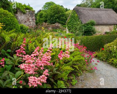 Les frondes en similicuir de Blechnum chilense contrastent avec les pointes roses à plumes de l'aile de chocolat Rodgersia à la Garden House, Devon Banque D'Images