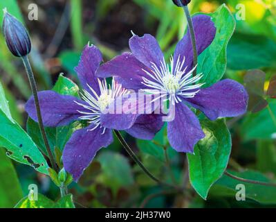 Fleurs bleues des clematis herbacés herbacés compacts, lematis (groupe integrifolia) 'Arabella' Banque D'Images