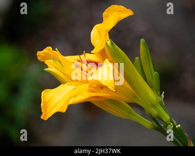 Fleur jaune à gorge rouge de l'été vivace et robuste fleurissant daylily, Hemerocallis 'Bonanza' Banque D'Images