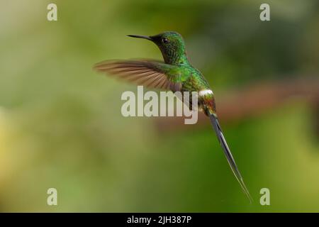 Green Thorntail - Discosura conversii petit colibri dans les brillants, tribu Lesbiini de la sous-famille des Lesbiinae, oiseau vert trouvé en Colombie, Costa Banque D'Images