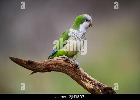 Monk parakeet, Myiopsitta monachus, dans le milieu forestier de Pampas, province de la Pampa, Patagonie, Argentine. Banque D'Images