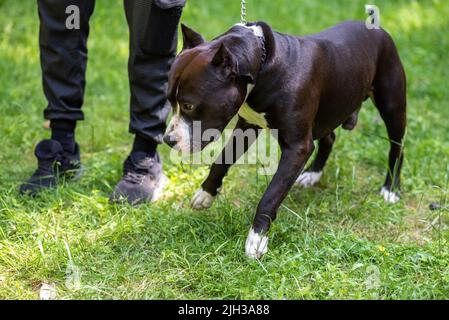 Le taureau de fosse se trouve sur l'herbe verte à côté du propriétaire. Photo de haute qualité Banque D'Images