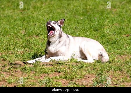 Le husky gris repose sur l'herbe verte. Photo de haute qualité Banque D'Images