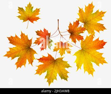 Érable à feuilles d'automne et branche d'érable isolée sur blanc Illustration de Vecteur