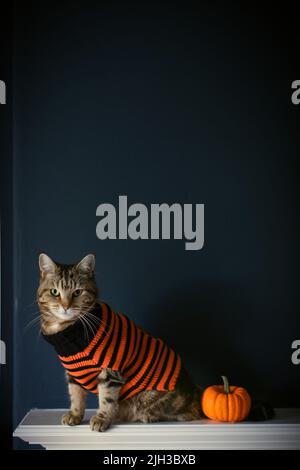 Photo d'un chat tabby mignon dans un ensemble d'halloween à rayures orange et noir / pull / combinaison de chat isolé contre un mur bleu foncé avec une citrouille Banque D'Images