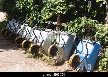 Une rangée de brouettes dans un jardin communautaire. Les roues s'appuient contre une haie prête à l'emploi. Trows en métal argenté. L'un est différent et bleu. Banque D'Images