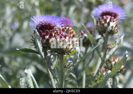 Gros plan de magnifiques fleurs d'artichaut violets et de bourgeons de fleurs d'artichaut sur une plante d'artichaut contre un ciel bleu et des feuilles d'artichaut par temps chaud Banque D'Images