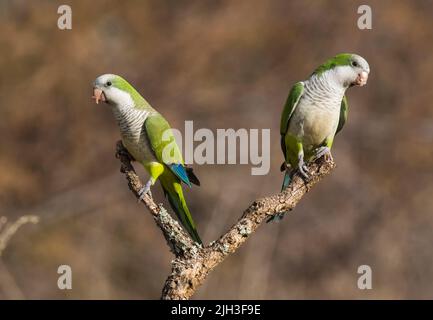 Monk parakeet, Myiopsitta monachus, dans le milieu forestier de Pampas, province de la Pampa, Patagonie, Argentine. Banque D'Images