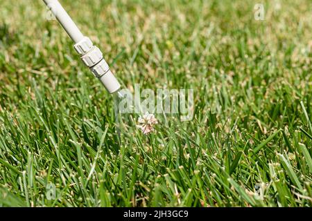 Pulvérisation de mauvaises herbes sur les mauvaises herbes de trèfle blanc dans la pelouse. Lutte contre les mauvaises herbes, soin du gazon et concept d'herbicide. Banque D'Images