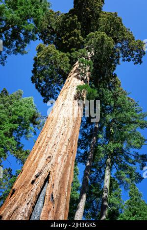 Séquoia géant dans le parc national de Yosemite, Californie. ÉTATS-UNIS. Banque D'Images