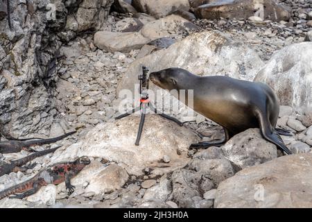 Lion de mer prendre une photo des iguanes marins dans les Galapagos Banque D'Images