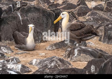 Paire d'albatros ondulés nichant sur un promontoire rocheux plat dans les Galapagos Banque D'Images