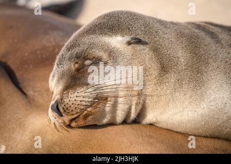 Un chiot de lion de mer dort sur sa mère dans les Galapagos gros plan sur le visage Banque D'Images
