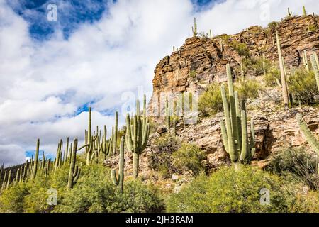 Falaises et Cactus de Saguaro dans la zone de loisirs de Sabino Canyon, Arizona, États-Unis. Banque D'Images