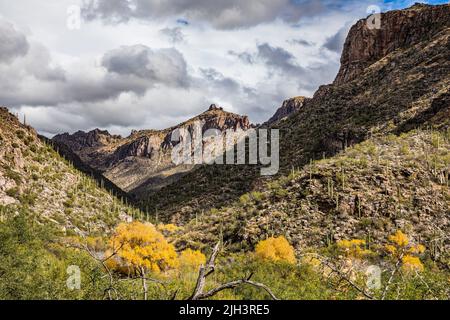 Recherche sur le canyon Sabino dans la zone de loisirs de Sabino Canyon, Arizona, États-Unis. Banque D'Images