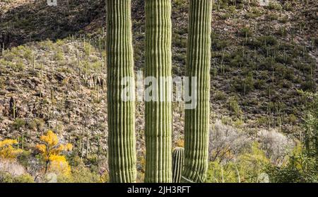 Saguaro cactus et couleurs d'automne dans les arbres fin décembre, Sabino Canyon Recreation Area, Arizona, États-Unis. Banque D'Images