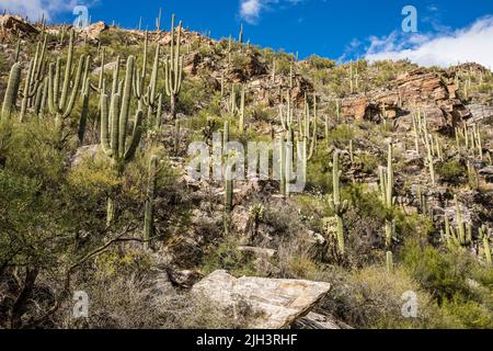 Falaises et Cactus de Saguaro dans la zone de loisirs de Sabino Canyon, Arizona, États-Unis. Banque D'Images