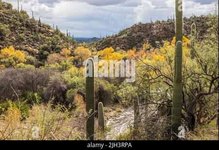 Arbres montrant leurs couleurs d'automne autour de Sabino Creek, dans la zone de loisirs de Sabino Canyon, en décembre, Arizona. Banque D'Images