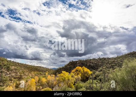 Arbres montrant leurs couleurs d'automne autour de Sabino Creek, dans la zone de loisirs de Sabino Canyon, en décembre, Arizona. Banque D'Images