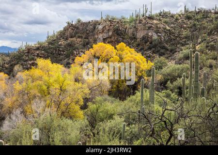 Arbres montrant leurs couleurs d'automne autour de Sabino Creek, dans la zone de loisirs de Sabino Canyon, en décembre, Arizona. Banque D'Images