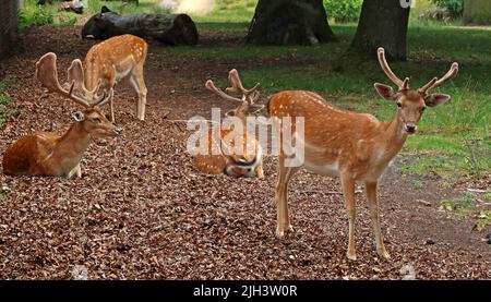 Deer à Dunham Massey NT Hall & Gardens, Altrincham, Cheshire, Angleterre, Royaume-Uni, WA14 4SJ Banque D'Images