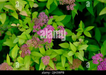 Fleurs roses d'une spirée japonaise Spiraea japonica. Banque D'Images